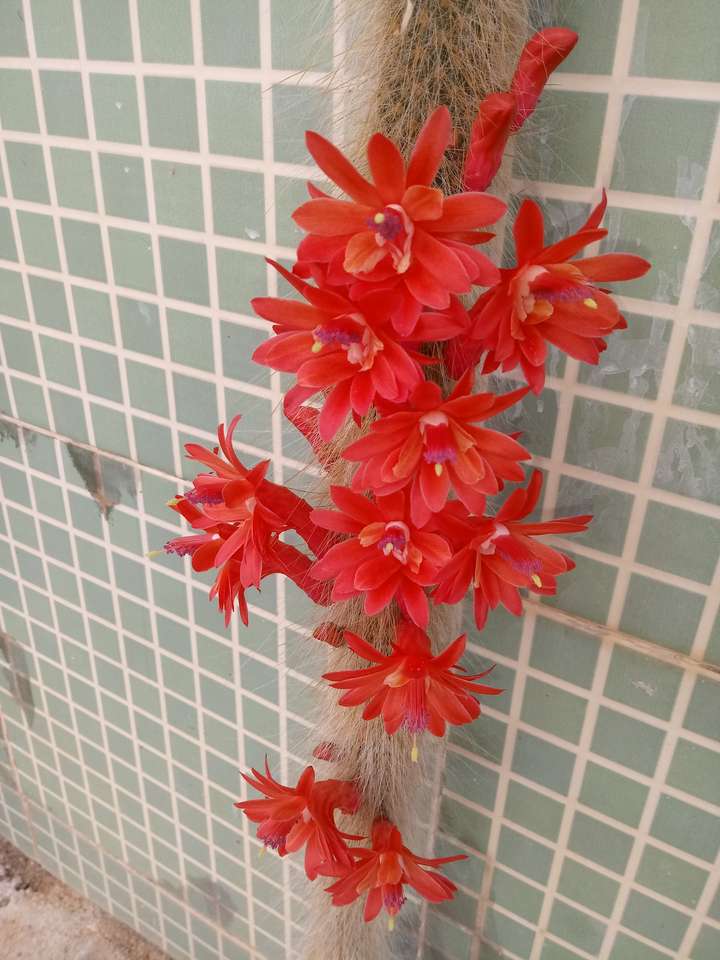 кактус с цветами пазл онлайн