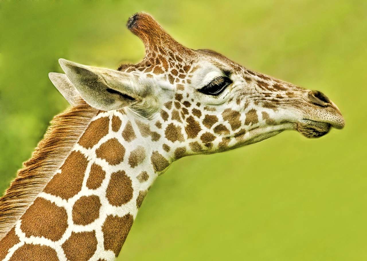Perfil do detalhe alto do girafa do bebê quebra-cabeças online