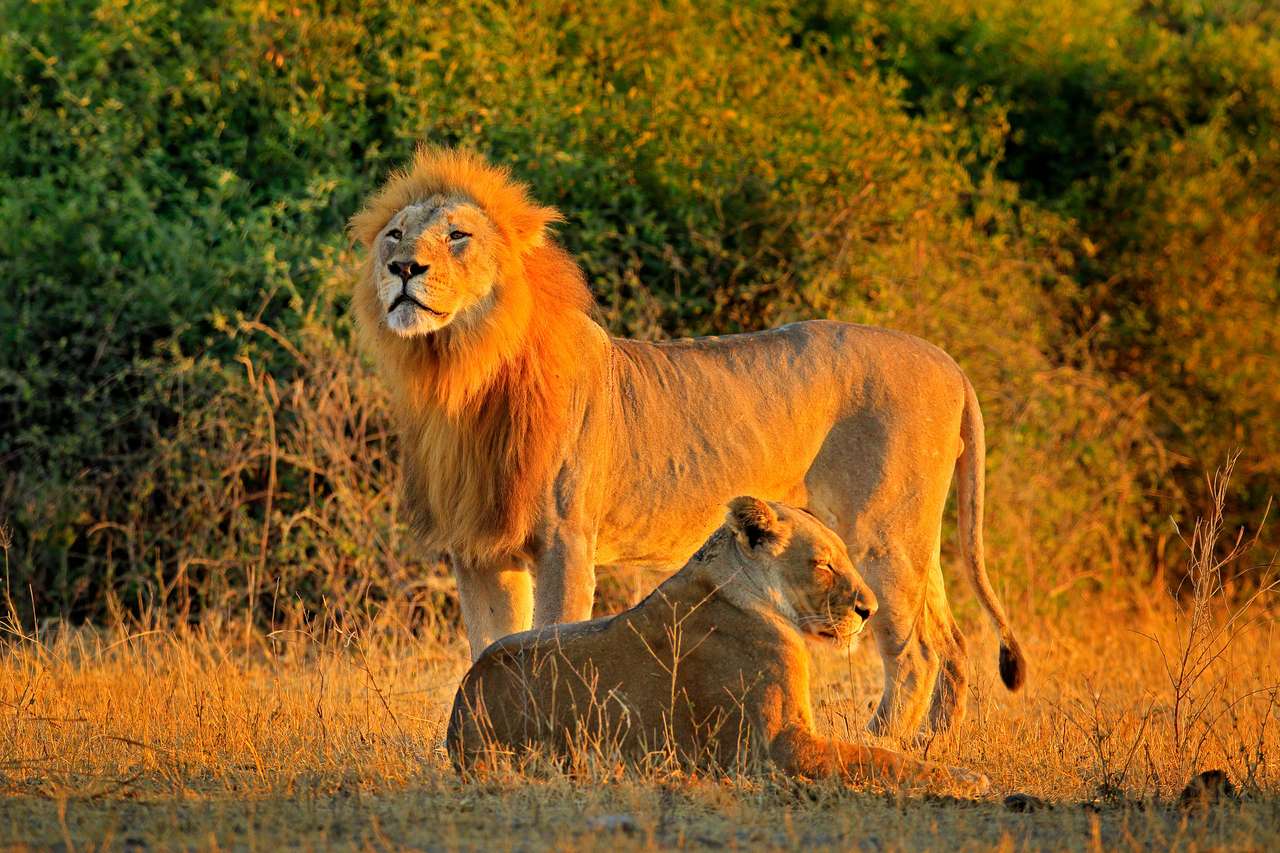 Man och kvinna, kväll orange sol, under solnedgången, Chobe National Park, Botswana, Afrika. Afrikansk Lion, Panthera Leo Bleyberghi, Parning Action Scene, Djurbeteende i naturens livsmiljö, pussel på nätet