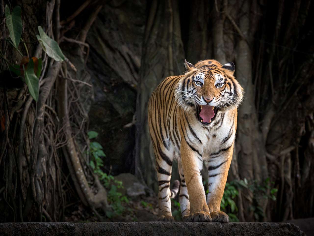 Σουμάτρα τίγρης που στέκεται σε μια δασική ατμόσφαιρα. online παζλ