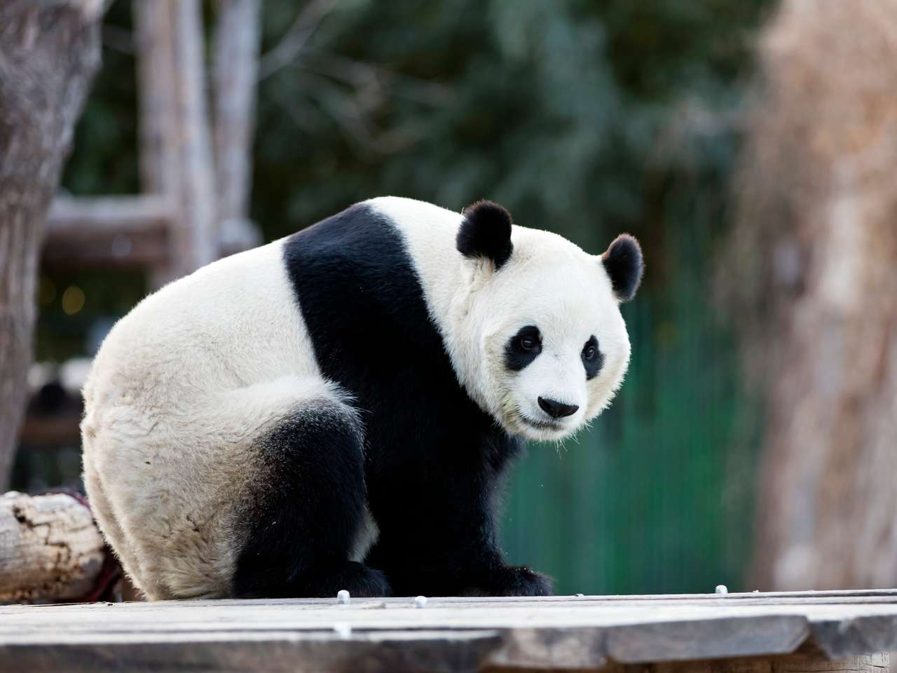 ένα γιγαντιαίο panda στο ζωολογικό κήπο παζλ online