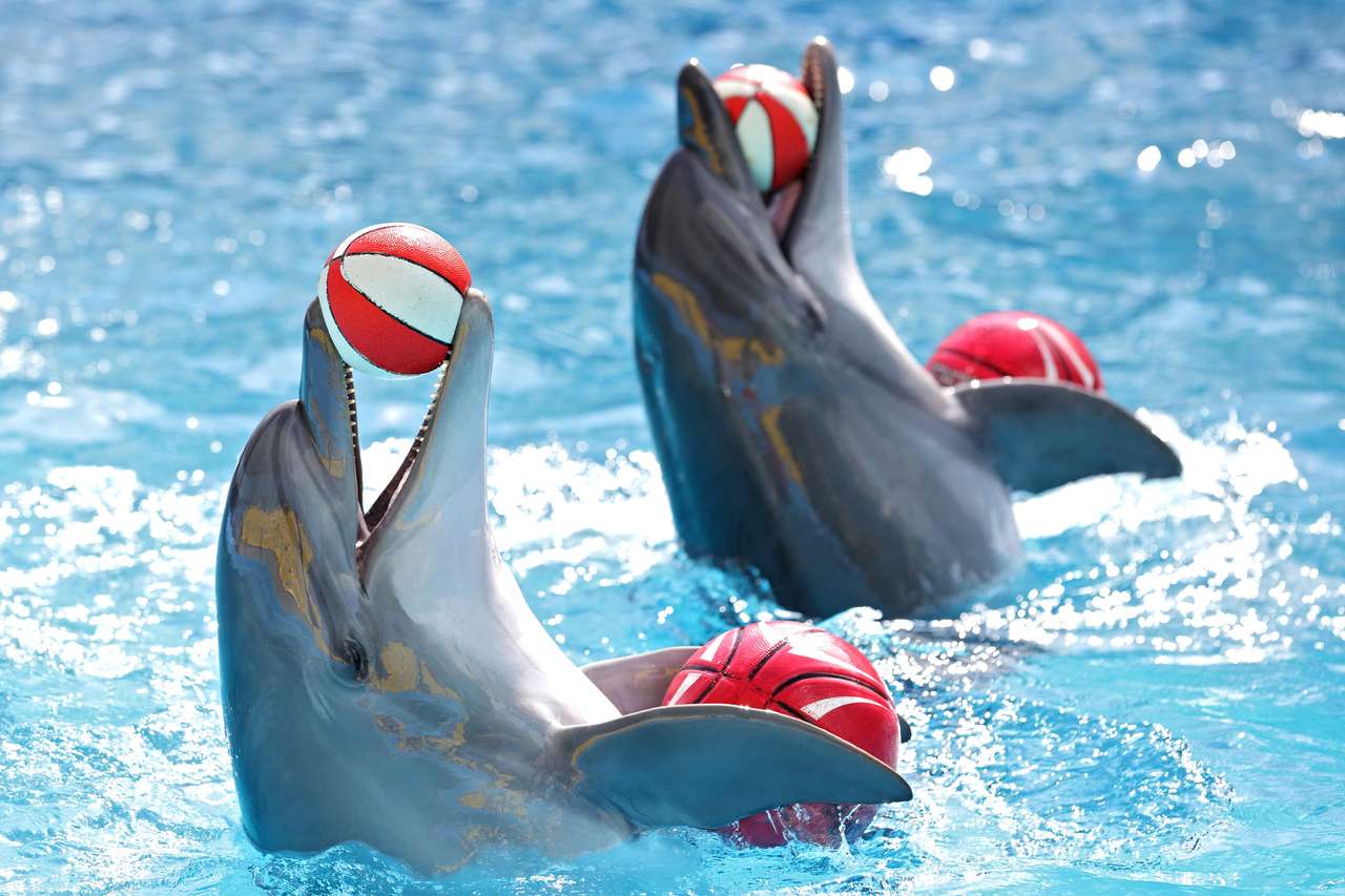 Dolfijnen spelen met ballen in het zwembad legpuzzel online