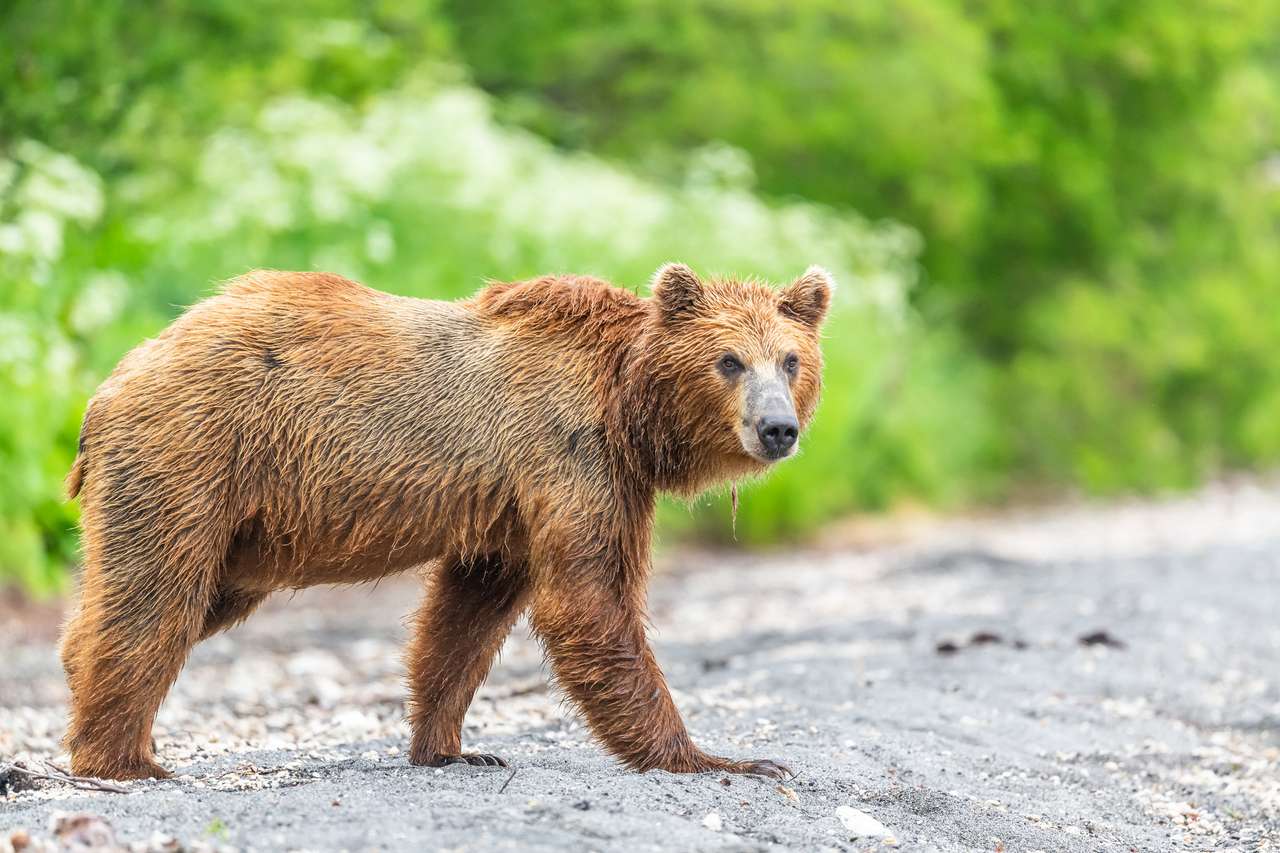 Управляващ ландшафта, кафяви мечки на Камчатка (Ursus Arctos Beringianus) онлайн пъзел
