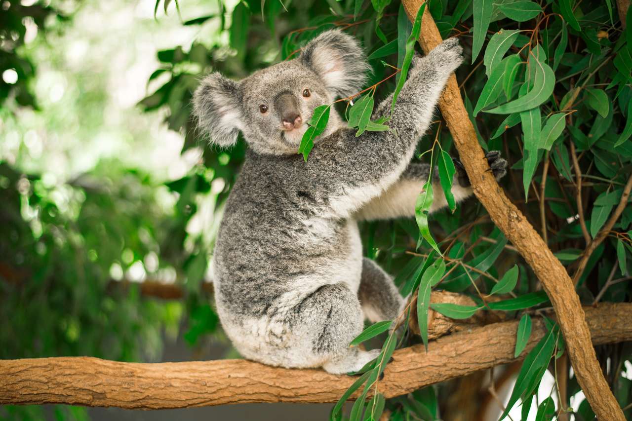 Australiensiska Koala utomhus i ett eukalyptusträd. pussel på nätet
