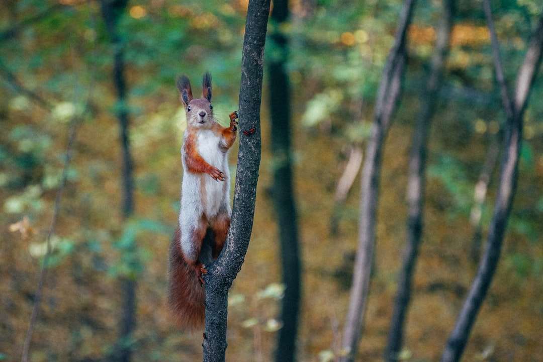 Eichhörnchen auf Baum. Puzzlespiel online