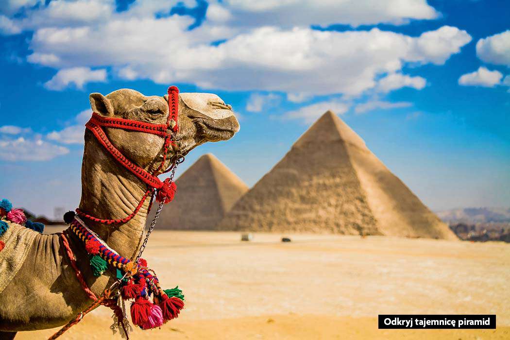 Kamel in Ägypten. Online-Puzzle