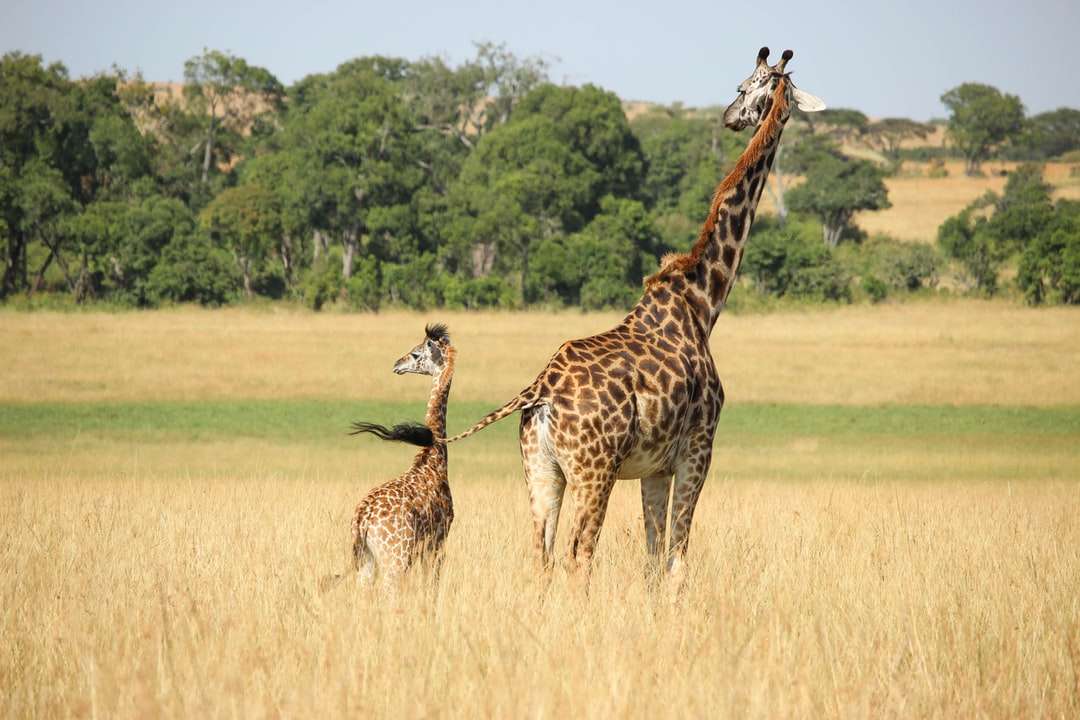 жираф с молодыми пасутся на поле пазл онлайн