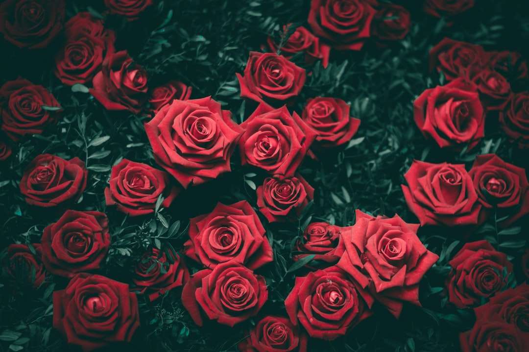 flori roșii de trandafiri puzzle online
