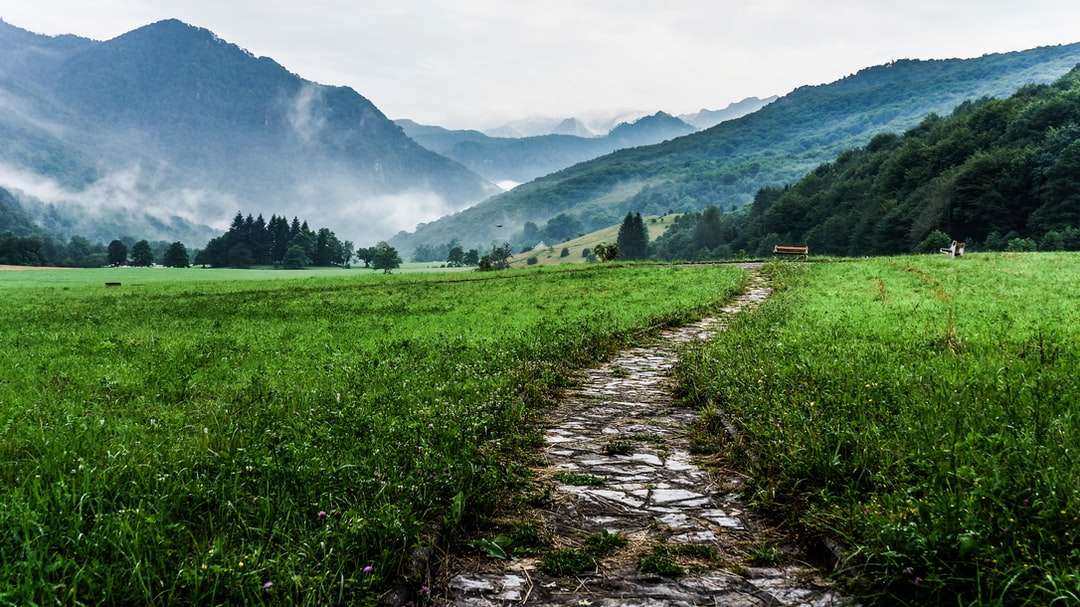 Grijze en witte route tussen groene planten op uitgestrekte vallei online puzzel