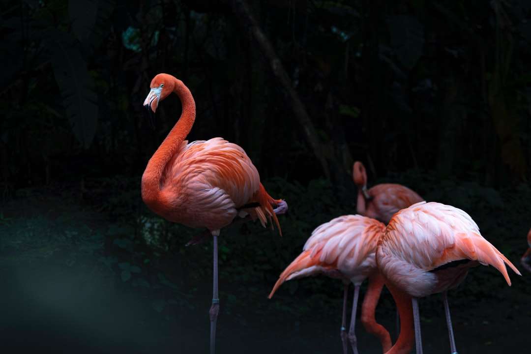 Rosa Flamingos auf Wasser tagsüber Puzzlespiel online