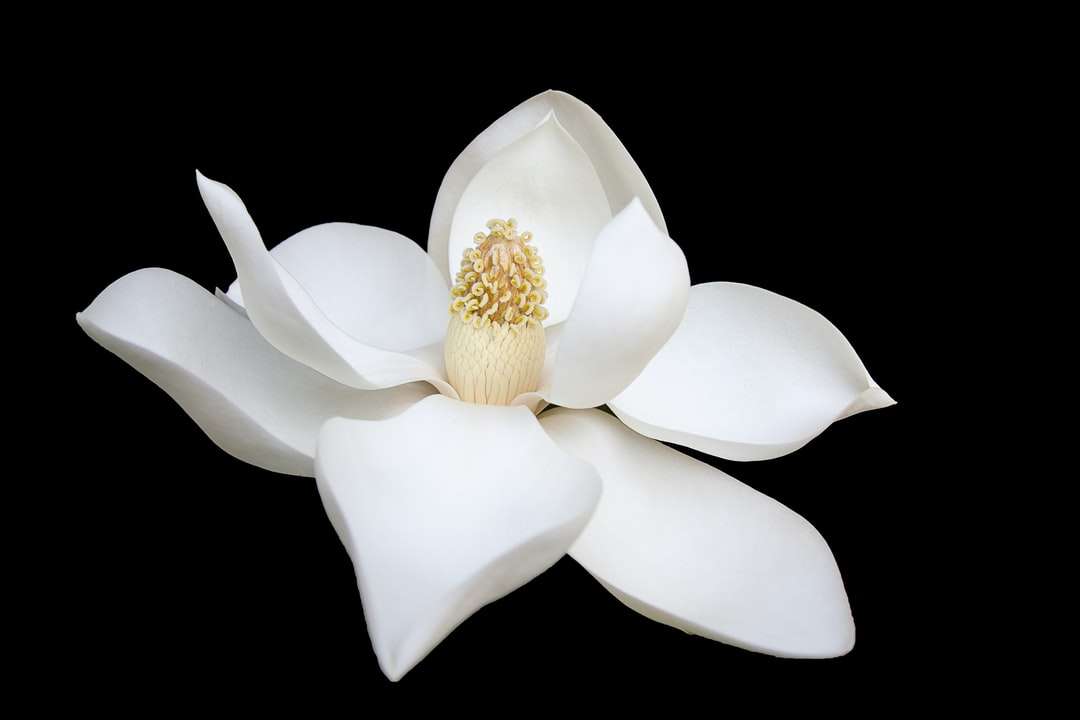 Närbild foto av vit petaled blomma Pussel online
