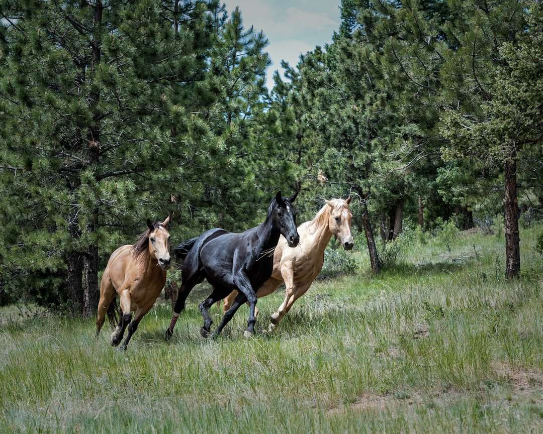 две коричневых и одна черная лошадь на зеленой траве онлайн-пазл