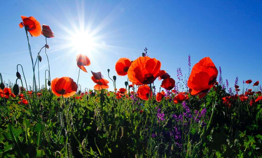 Rood Poppy Flower-veld op dag legpuzzel online