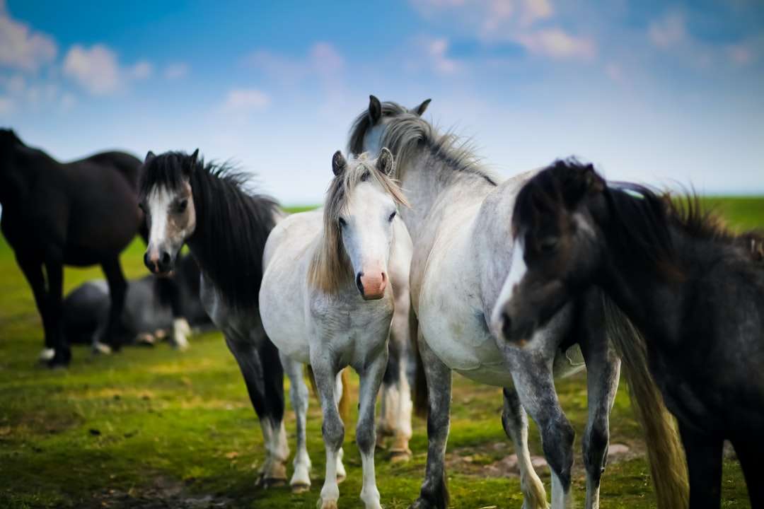 табун лошадей стоит на траве онлайн-пазл