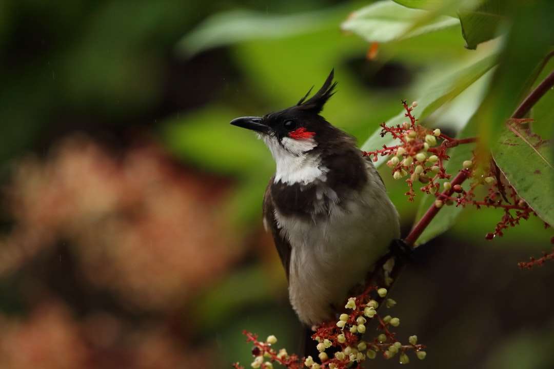 Καφέ και λευκό πουλί σε κλαδί καφέ δέντρου παζλ online