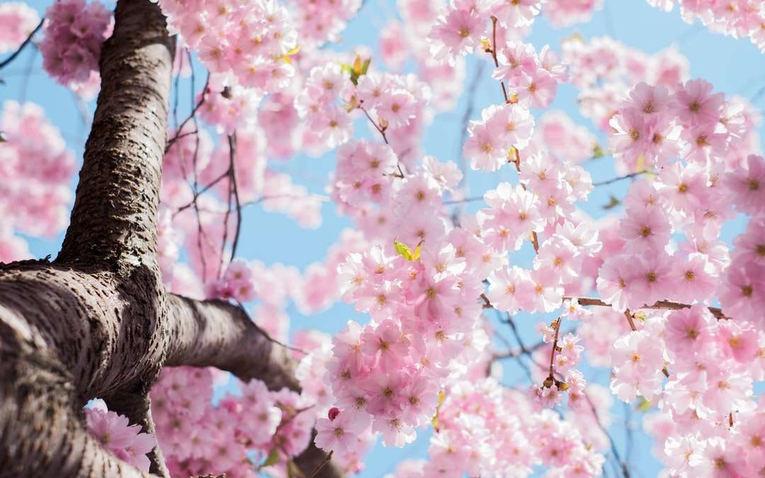 Foto di angolo basso dell'albero dei fiori di ciliegio puzzle online
