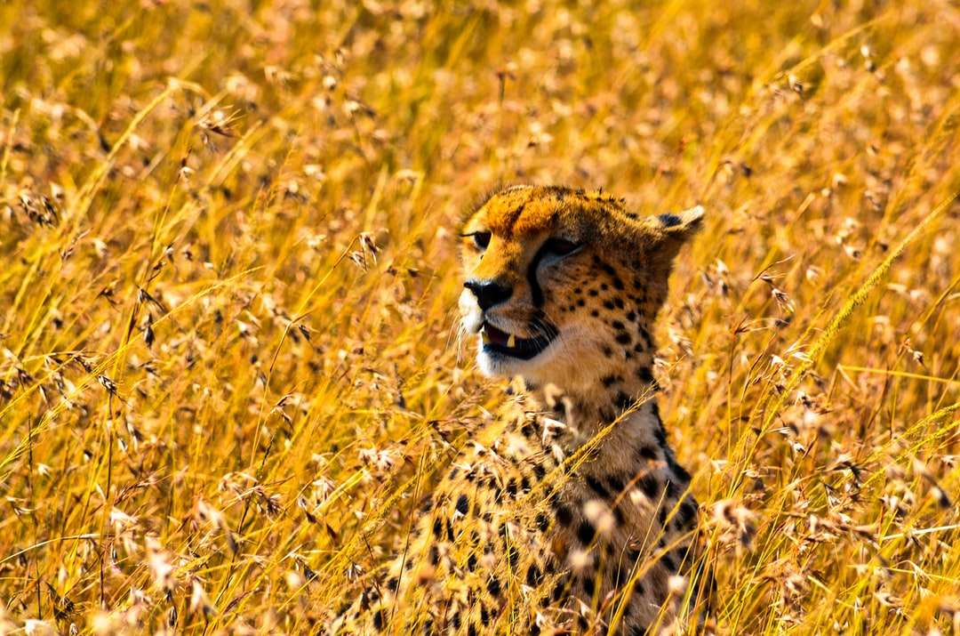 Cheetah op geel grasveld overdag online puzzel
