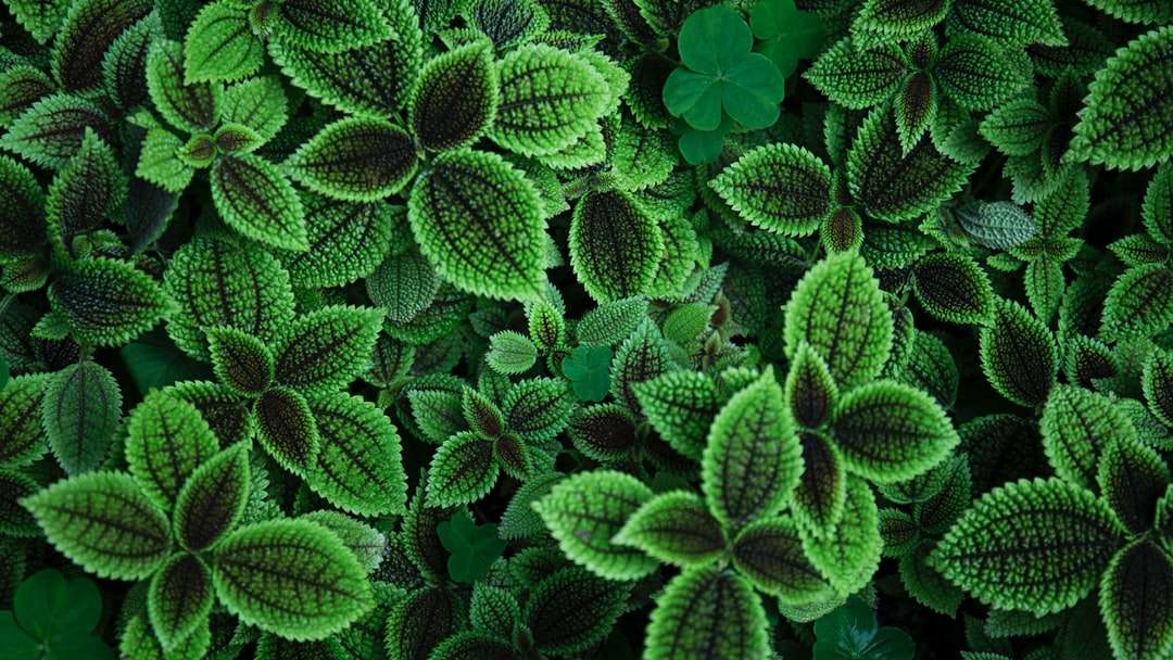 Närbild Foto av grönbladig växt pussel på nätet