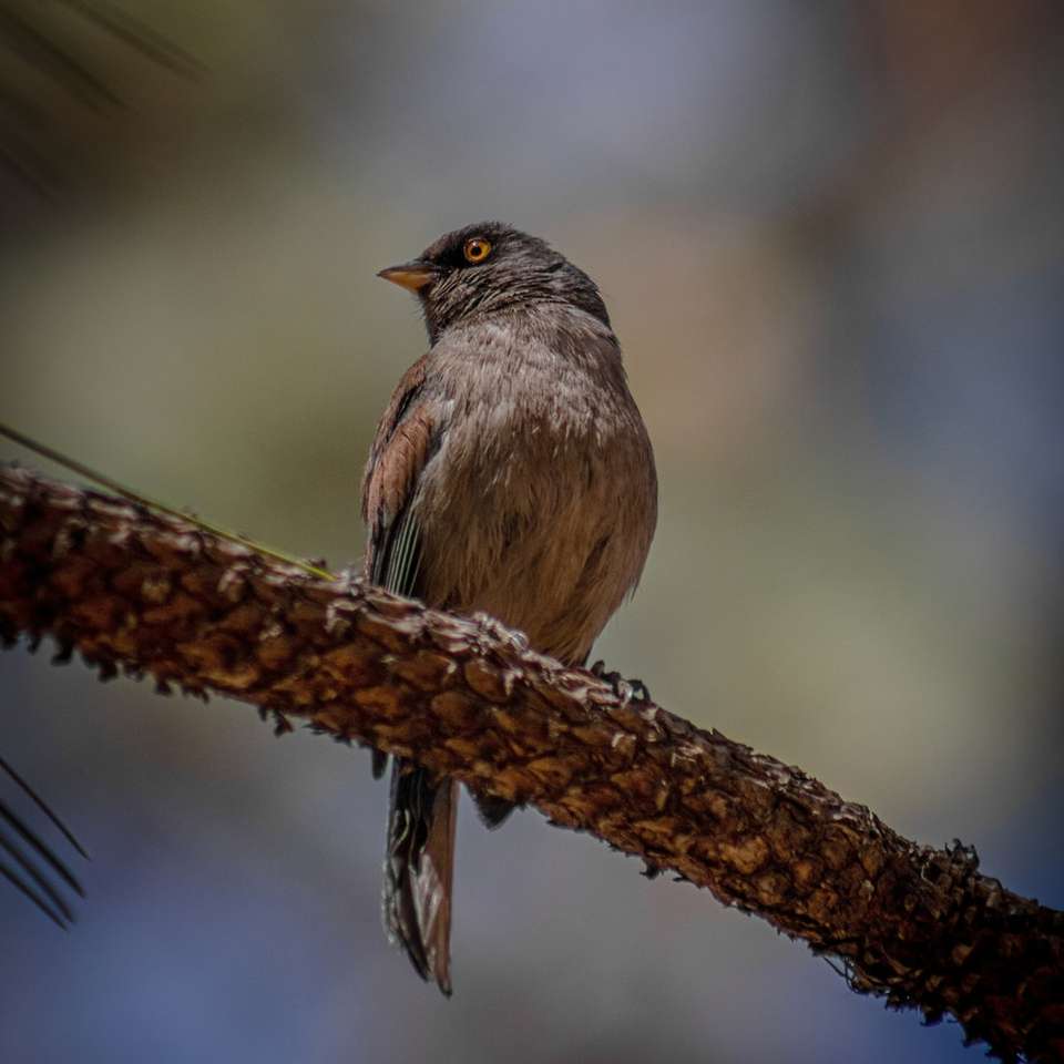 Hnědý pták posazený na hnědé větvi stromu skládačky online