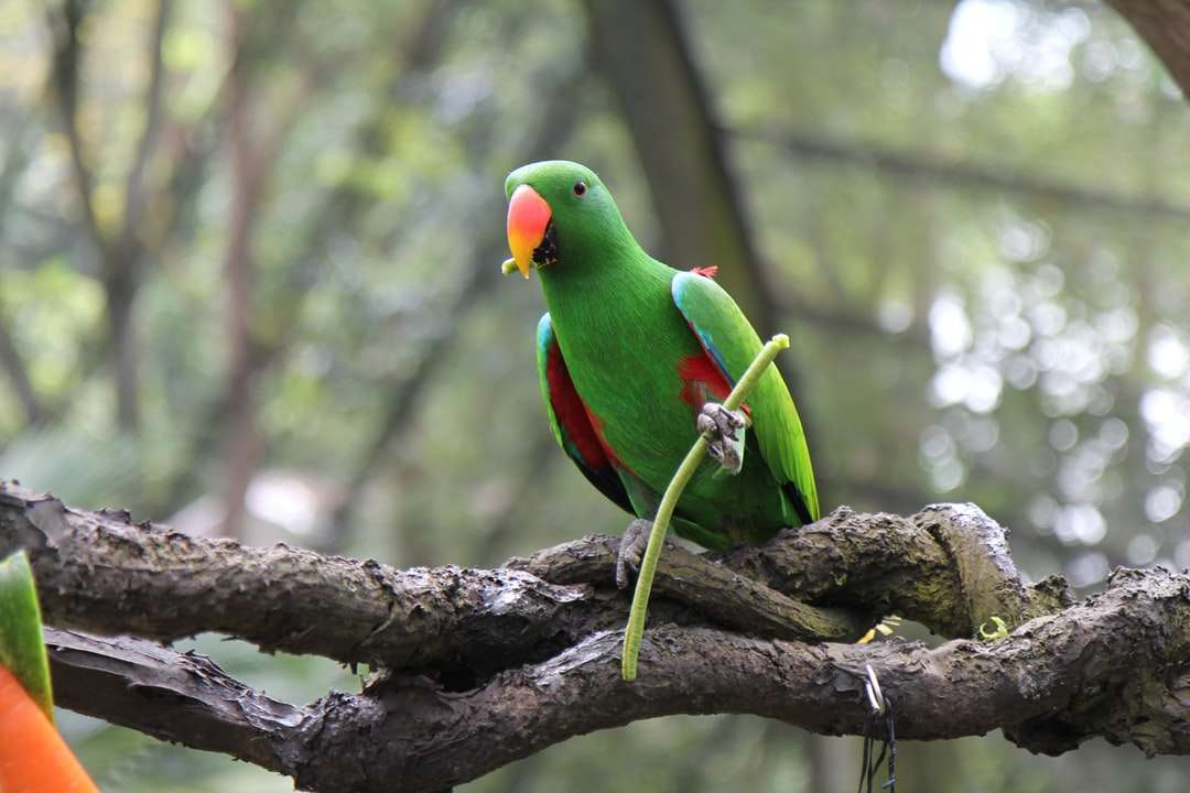 зеленый попугай сидит на ветке дерева онлайн-пазл