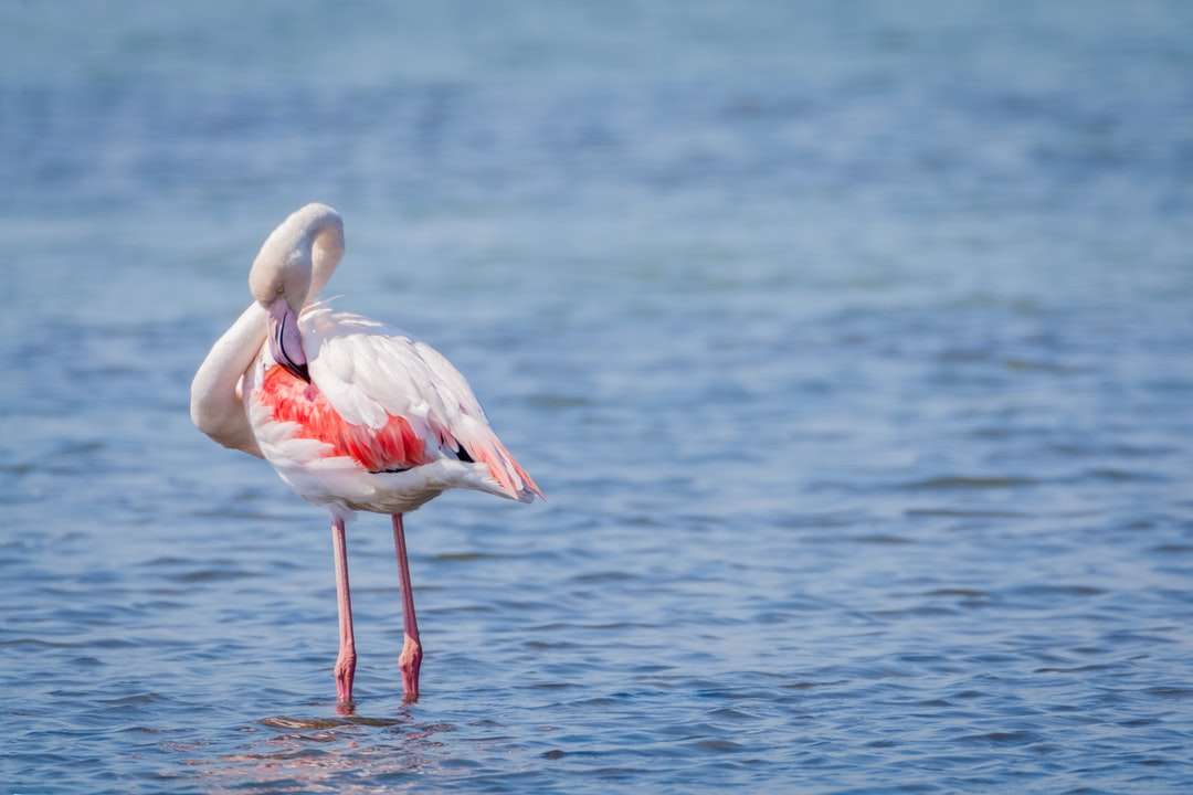 rosa flamingo på vattenkroppen under dagtid Pussel online