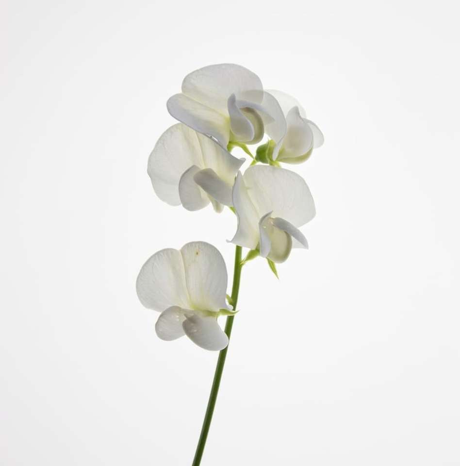The sweet pea flower online puzzle