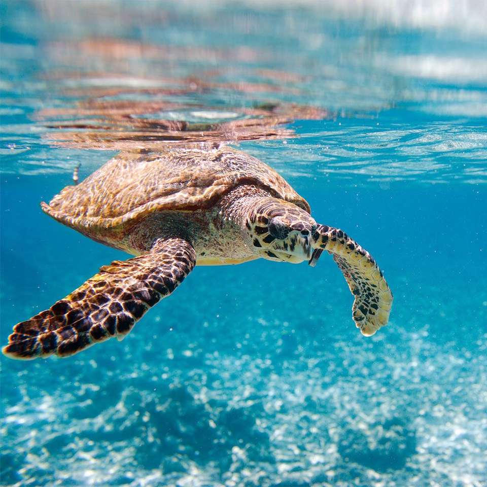 Плавающая черепаха в Ионическом море онлайн-пазл