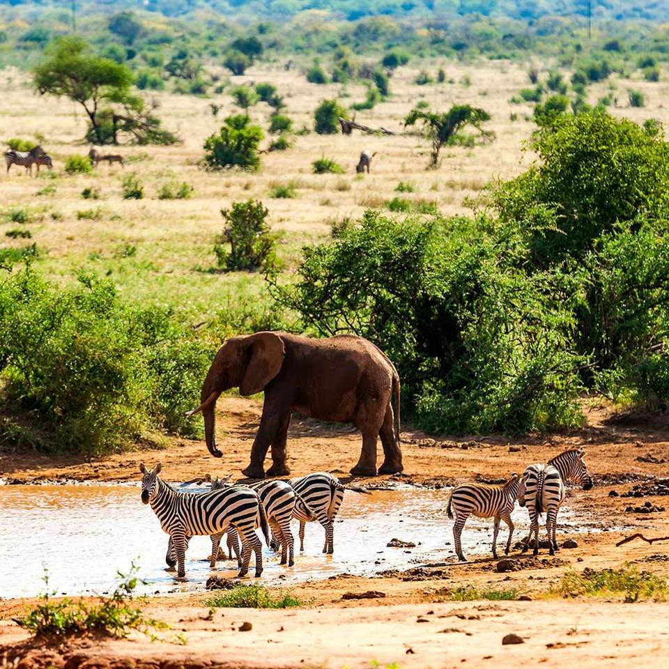 Safari - Animales en Keni rompecabezas en línea