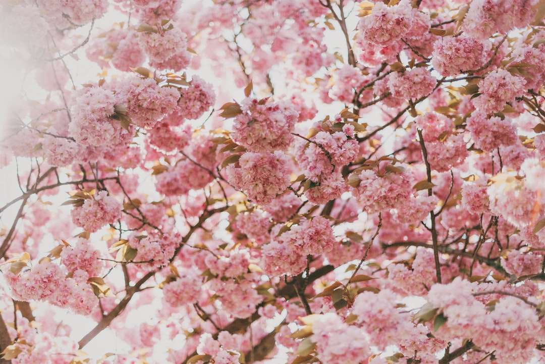 Árbol de flor de cerezo rosa bajo el cielo soleado rompecabezas en línea