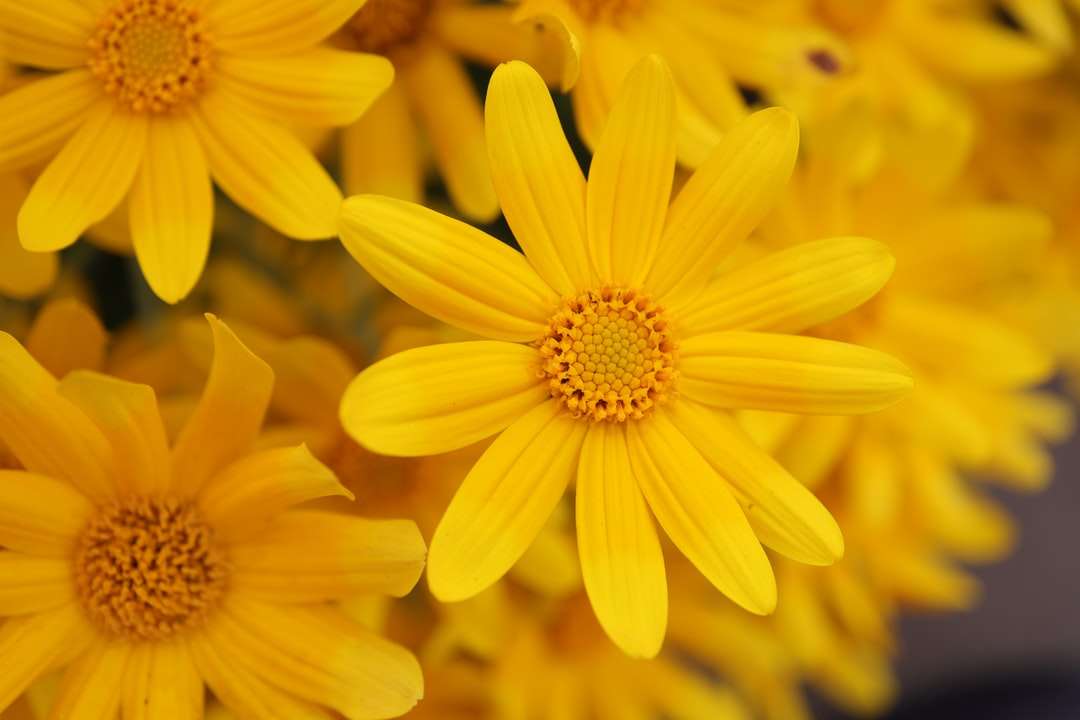 Flor amarela no tiro macro quebra-cabeças online