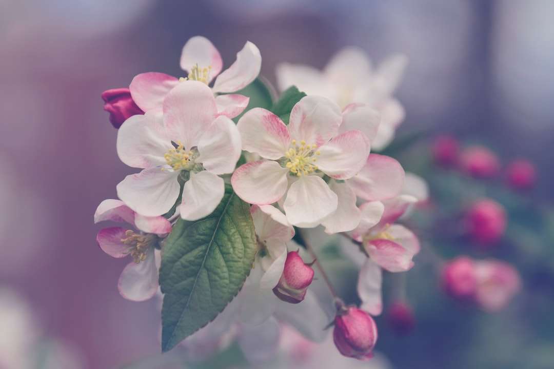 Fotografia del primo piano del fiore petalato bianco e rosa puzzle online