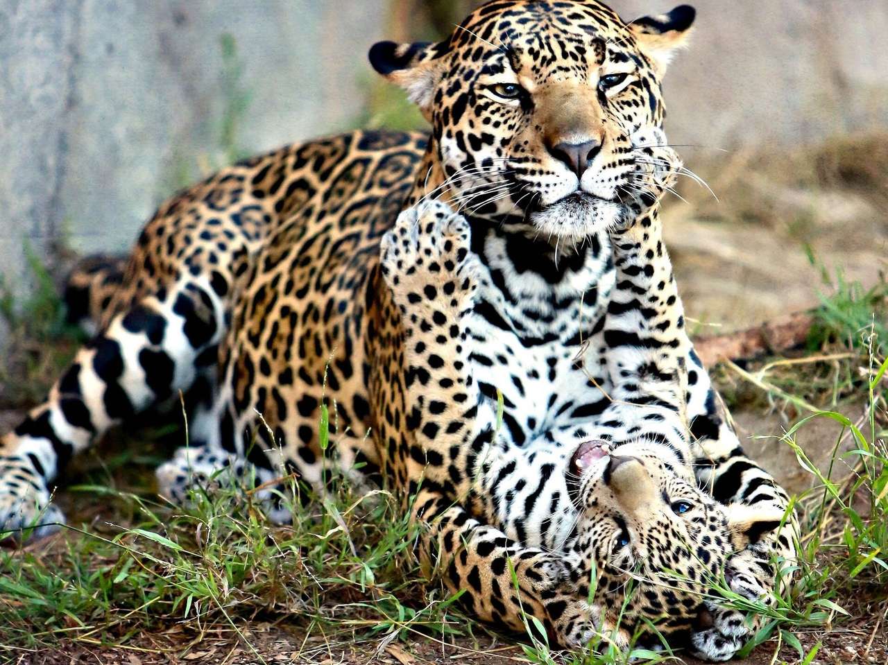 Jugando jaguares rompecabezas en línea