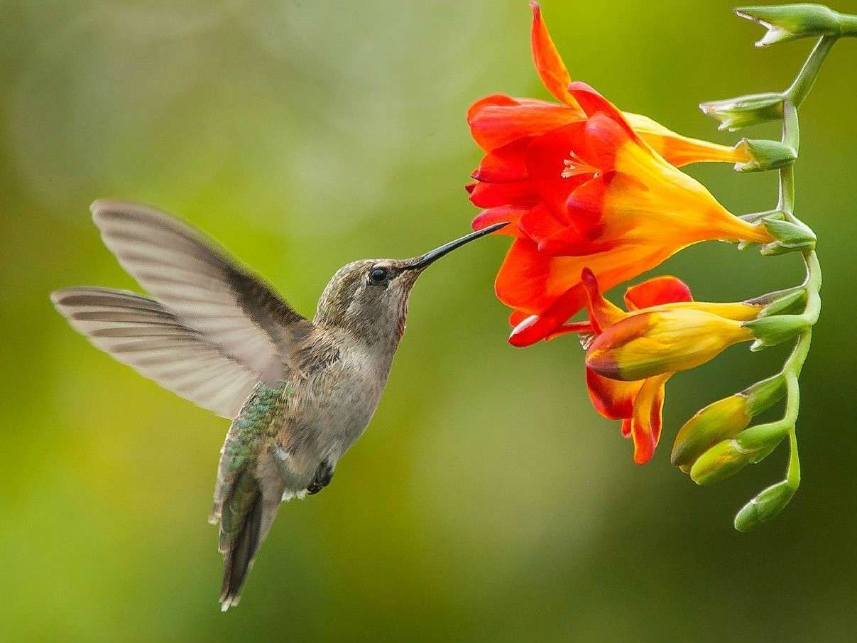 Koliber och Freesia blomma pussel på nätet