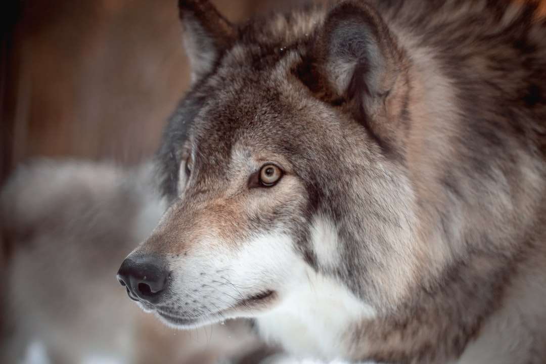 Bruine en witte wolf in tilt shift-lens legpuzzel online