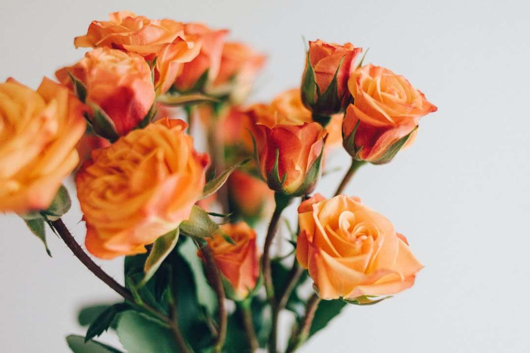 Närbild Foto av orange rosor Pussel online