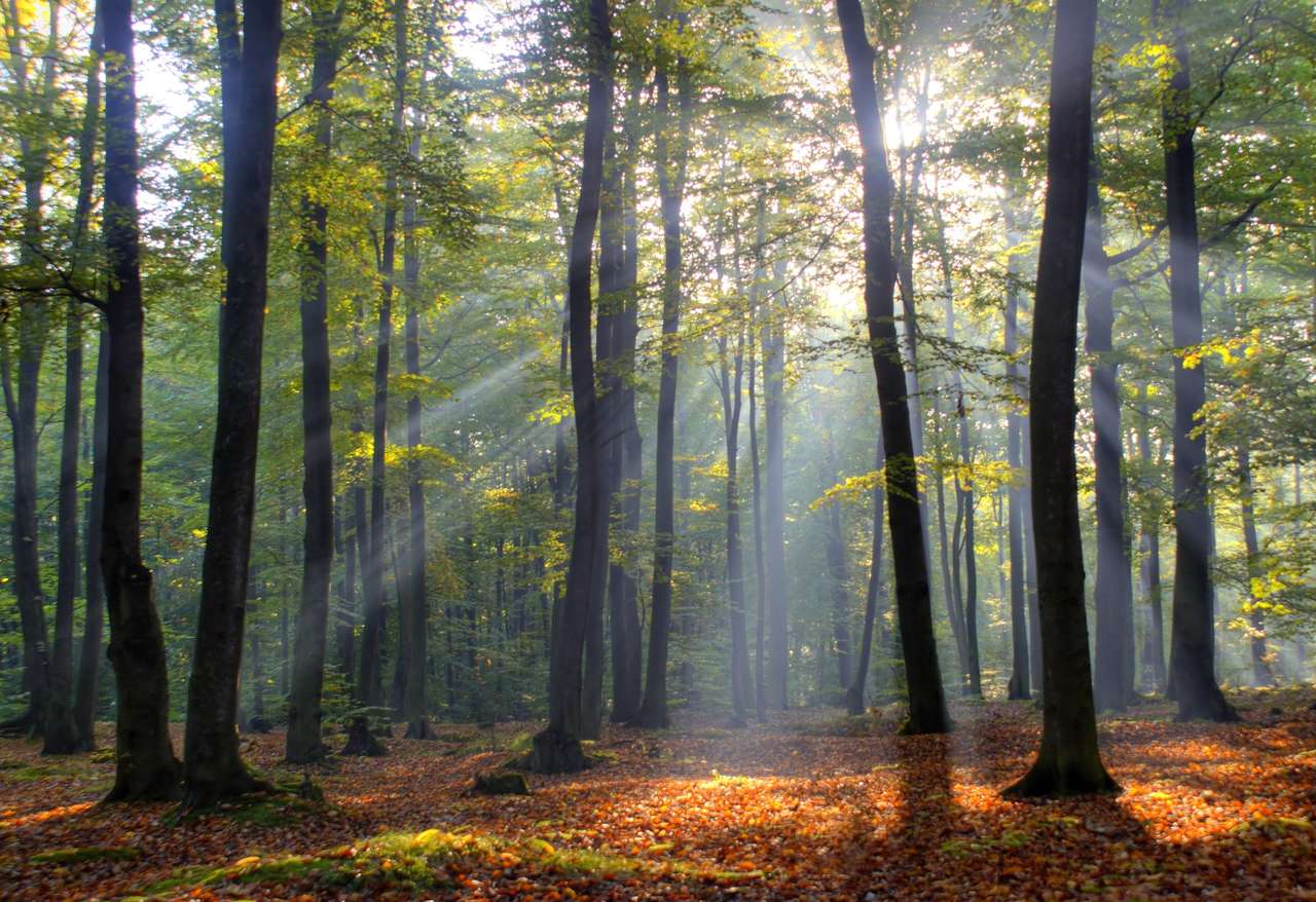 Manhã na floresta velha da faia. Outono. Polônia. quebra-cabeças online