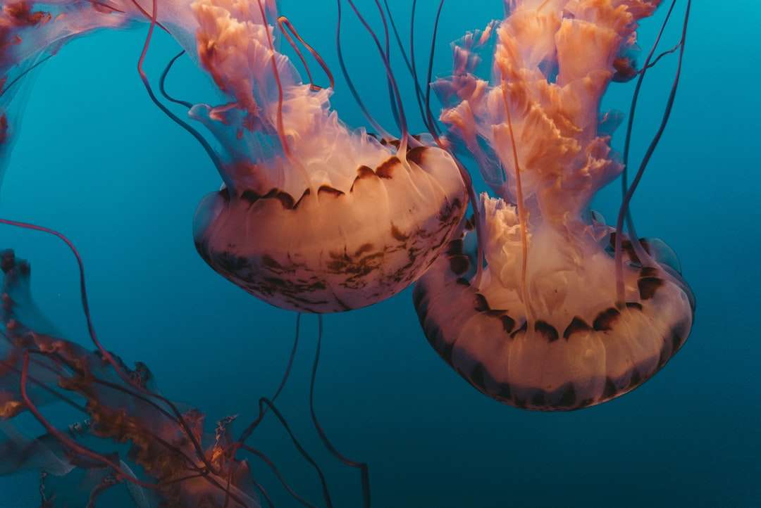Undervattensfotografi av maneter pussel på nätet