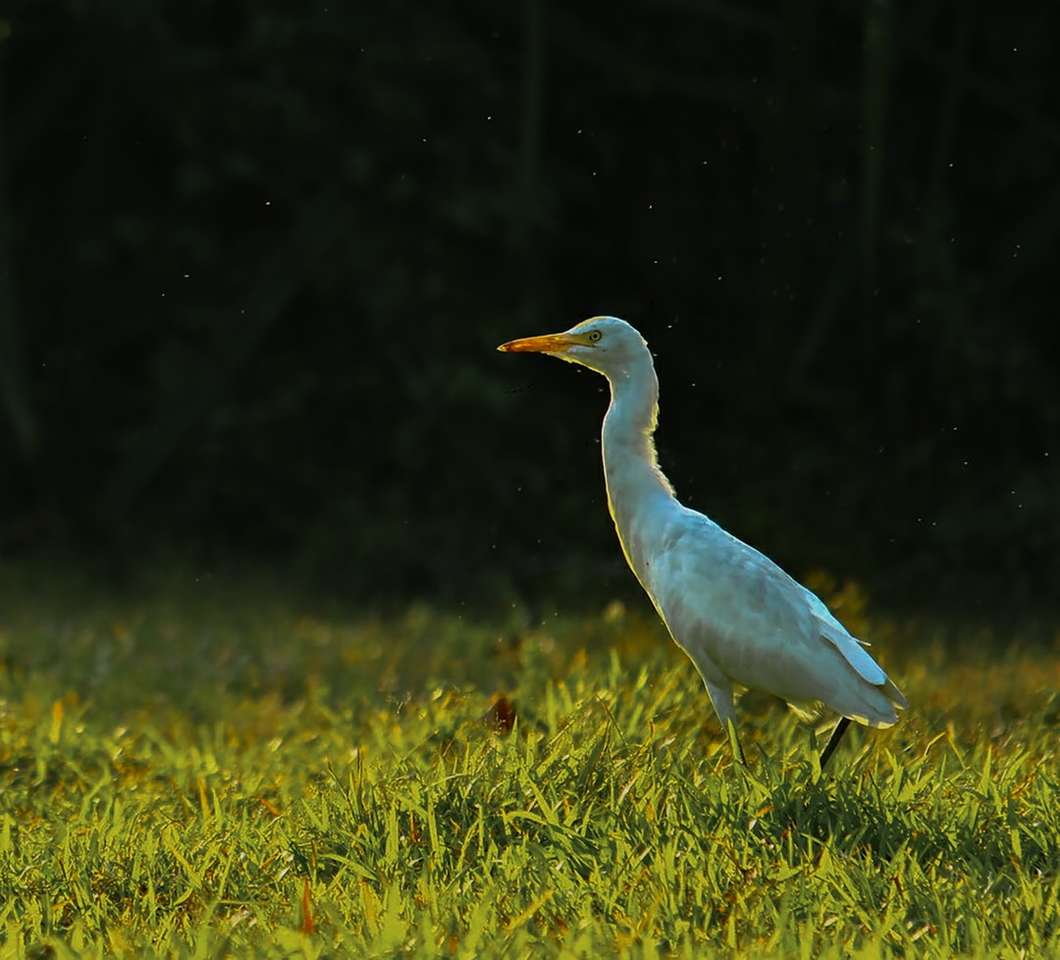 белая птица на зеленой траве днем пазл онлайн