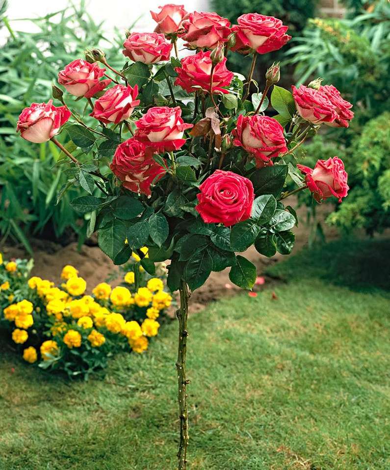 Двухцветная роза онлайн-пазл