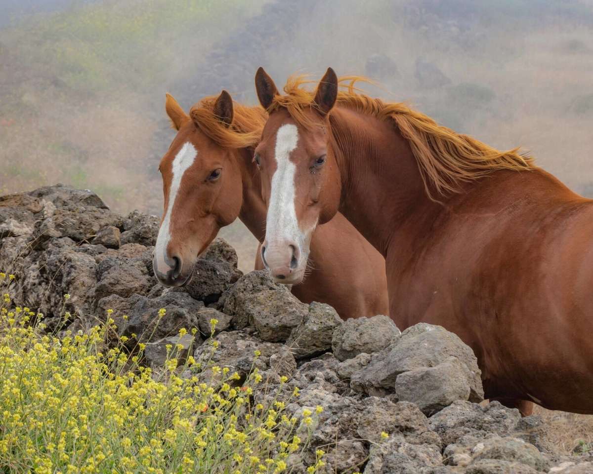 Δύο άλογα καστανιάς παζλ online