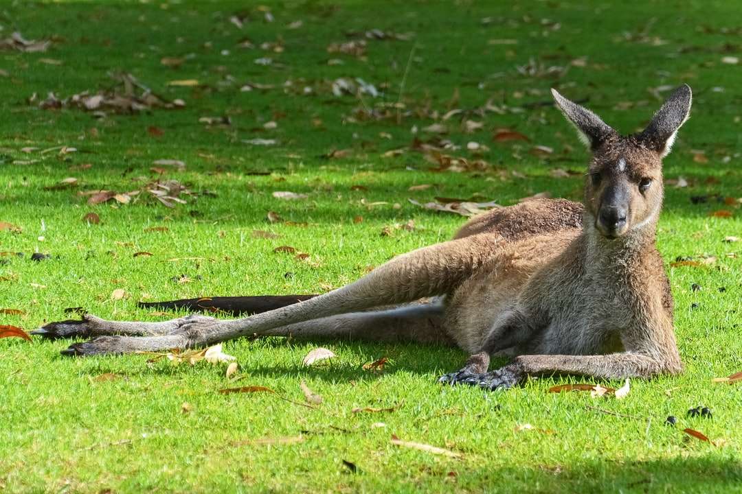 Bruine kangoeroe die op groen grasgebied ligt overdag legpuzzel online