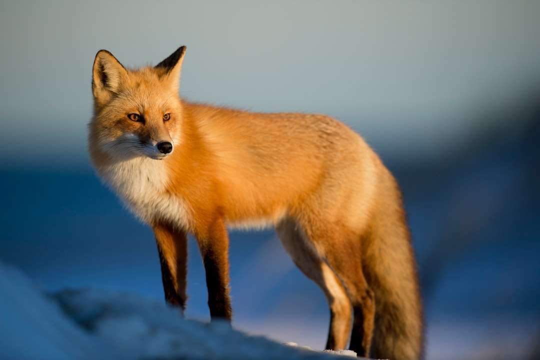 raposa marrom no campo de neve quebra-cabeças online