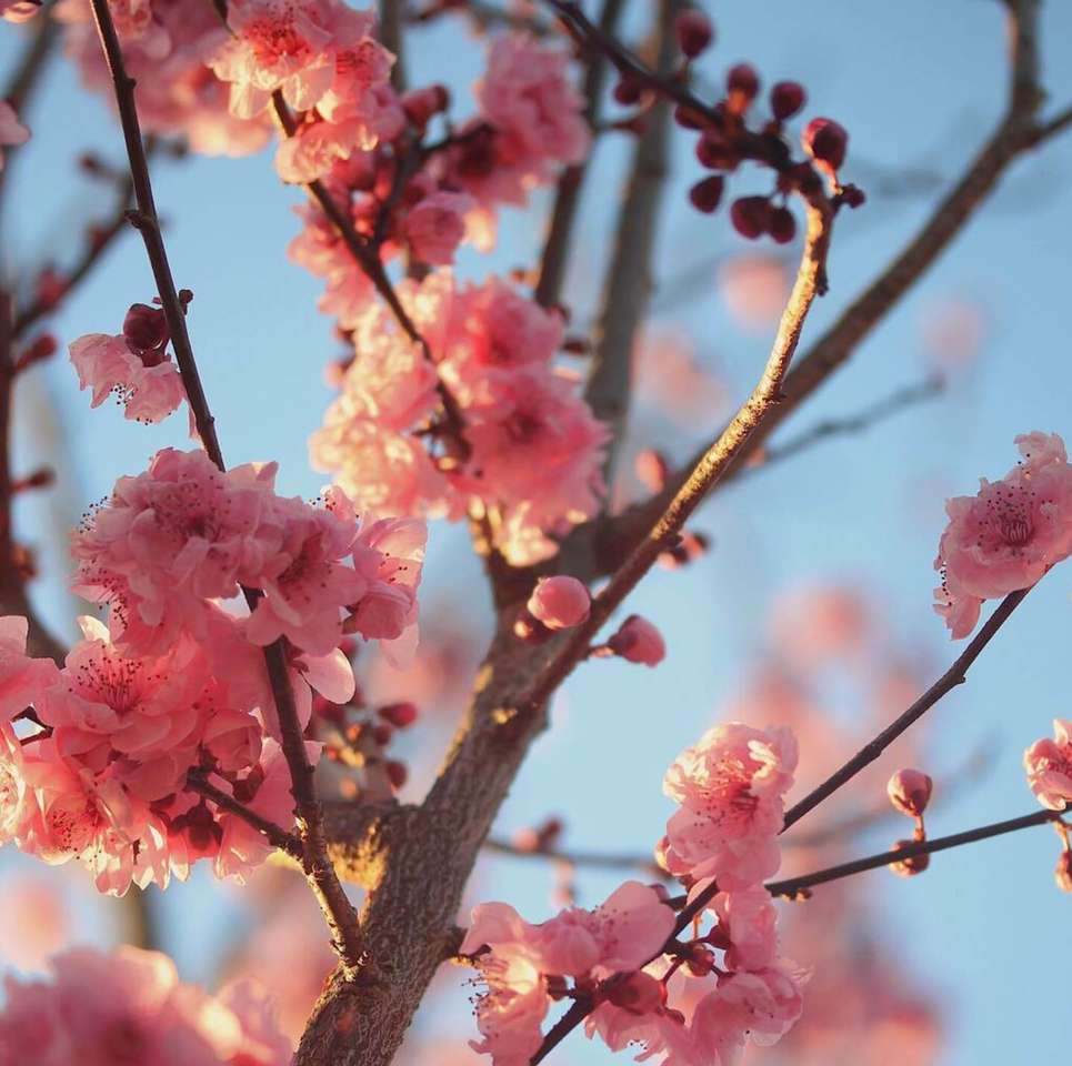 Cherry Blossom пъзел