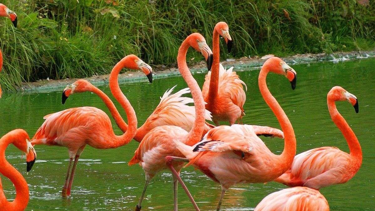Crimson flamingos pussel på nätet