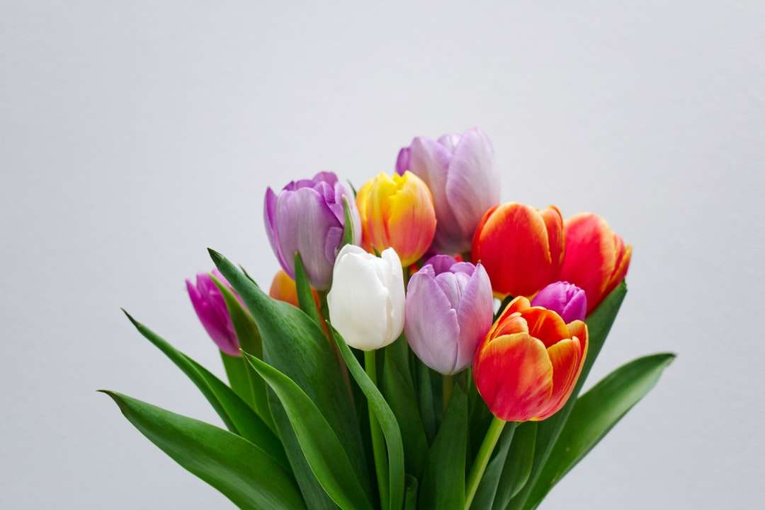 Rózsaszín fehér és piros tulipánok online puzzle