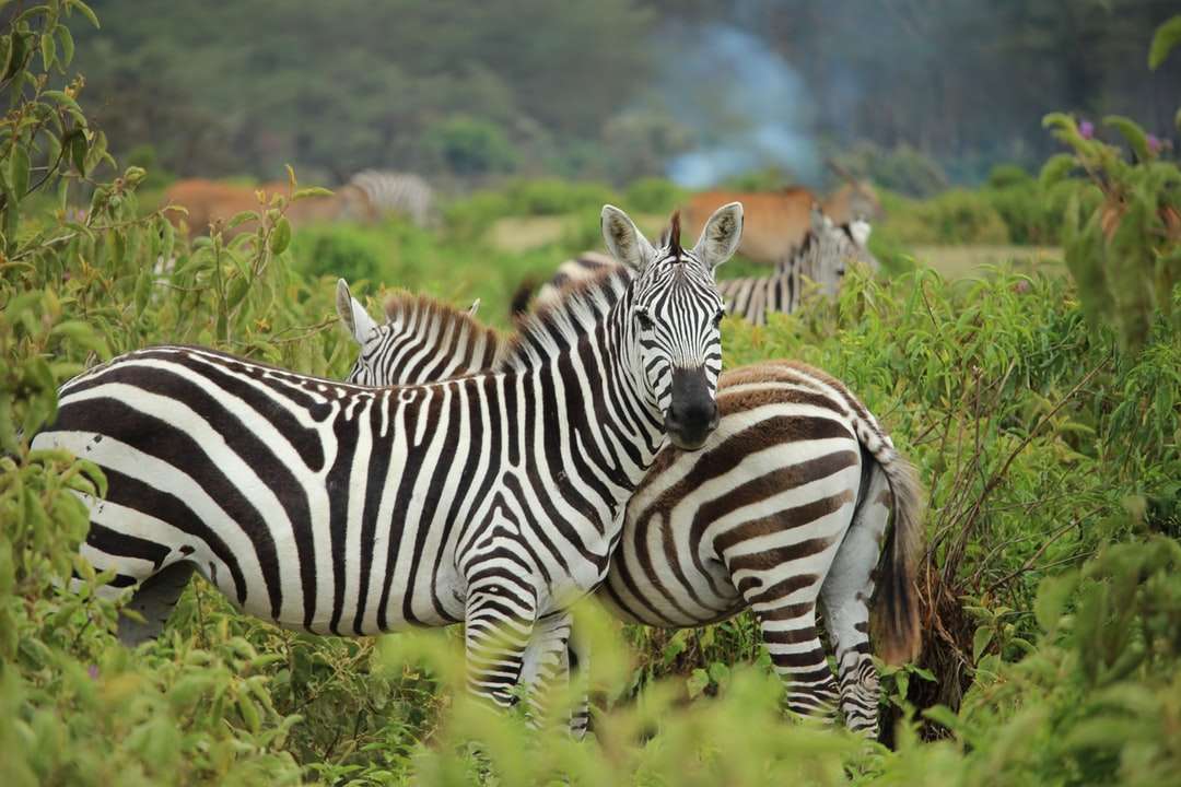 Zebra na zelené farmě online puzzle