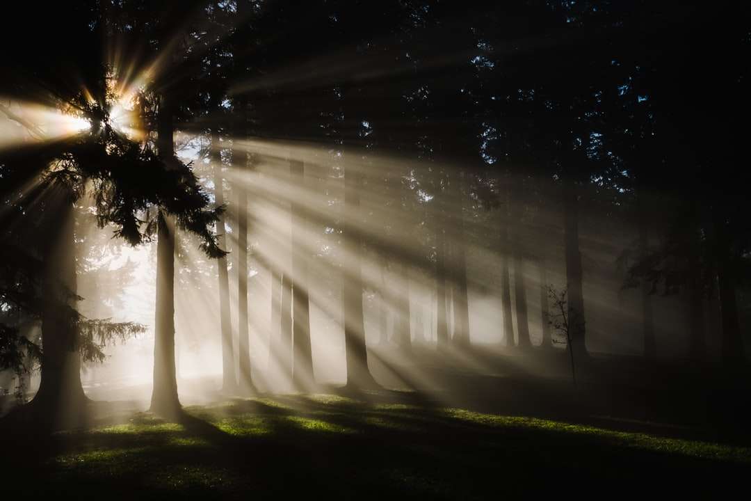 Слънчеви лъчи през силует от дървета онлайн пъзел