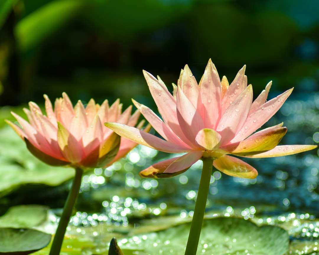 Flor de loto rosa en flor durante el día rompecabezas en línea