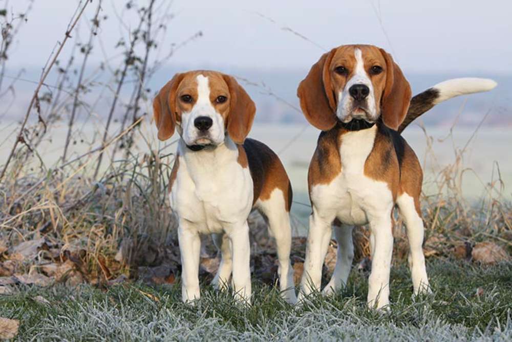 Δύο σκυλιά Beagle online παζλ