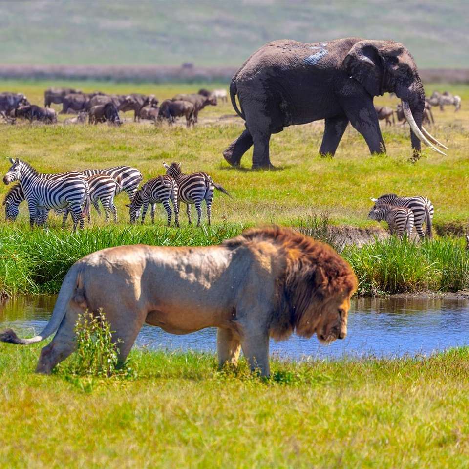 Safari - Tiere in Keni Online-Puzzle